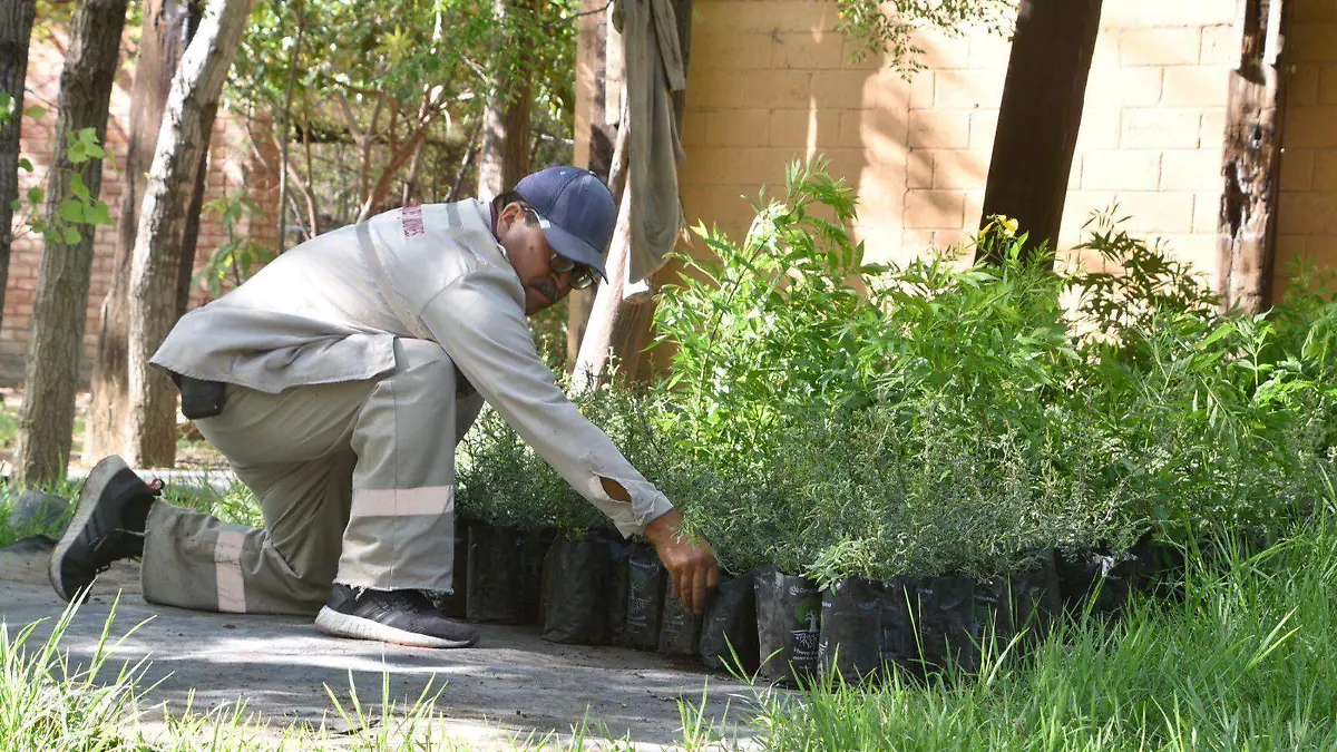 LLEGAN 8 MIL ARBOLES PARA REFORESTAR SALAMANCA  (1)